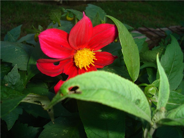 cvijetnjak